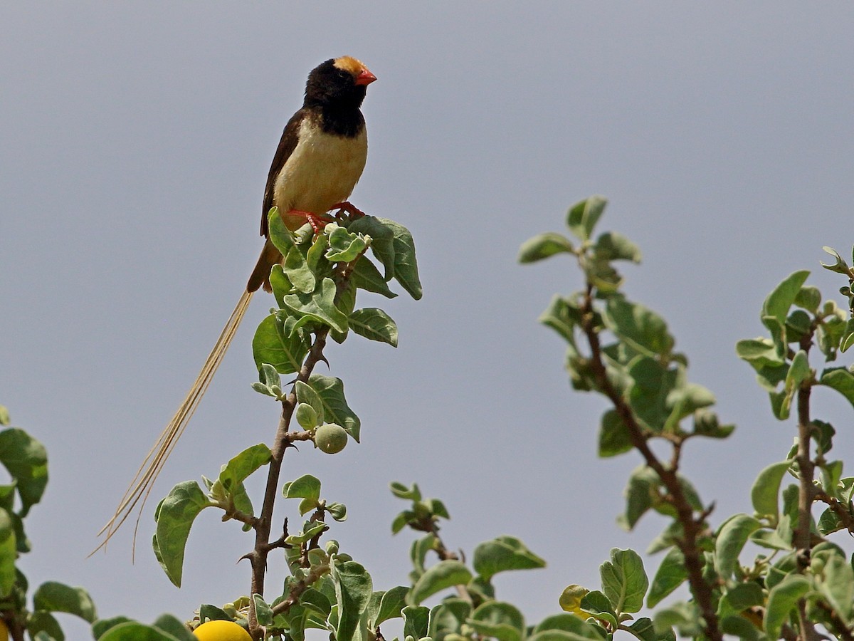 Straw-tailed Whydah - ML302095631