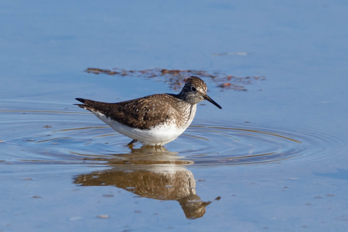 Solitary Sandpiper - ML302096341