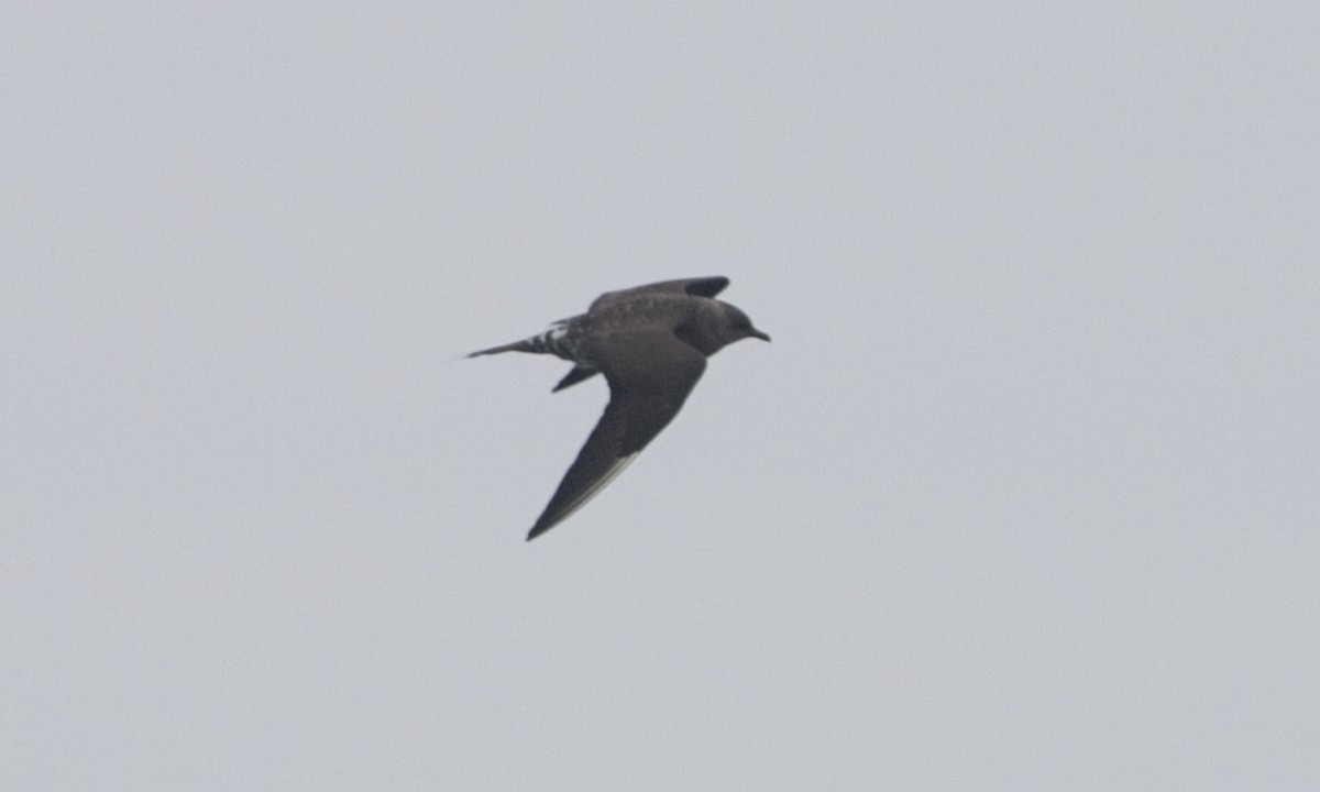 Long-tailed Jaeger - Brian Sullivan