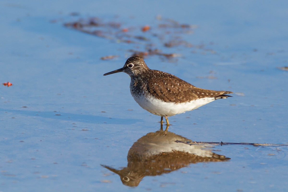 Solitary Sandpiper - ML302096501