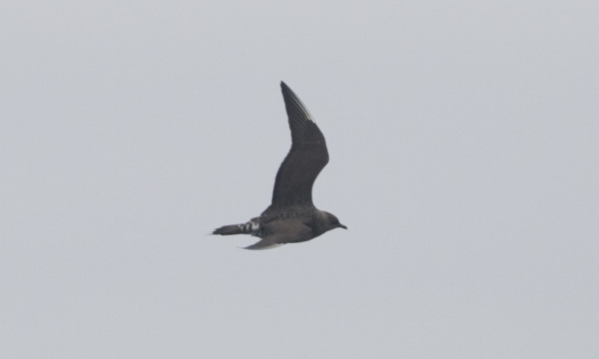 Long-tailed Jaeger - ML30209651