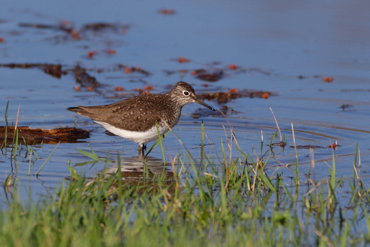 Solitary Sandpiper - ML302096581