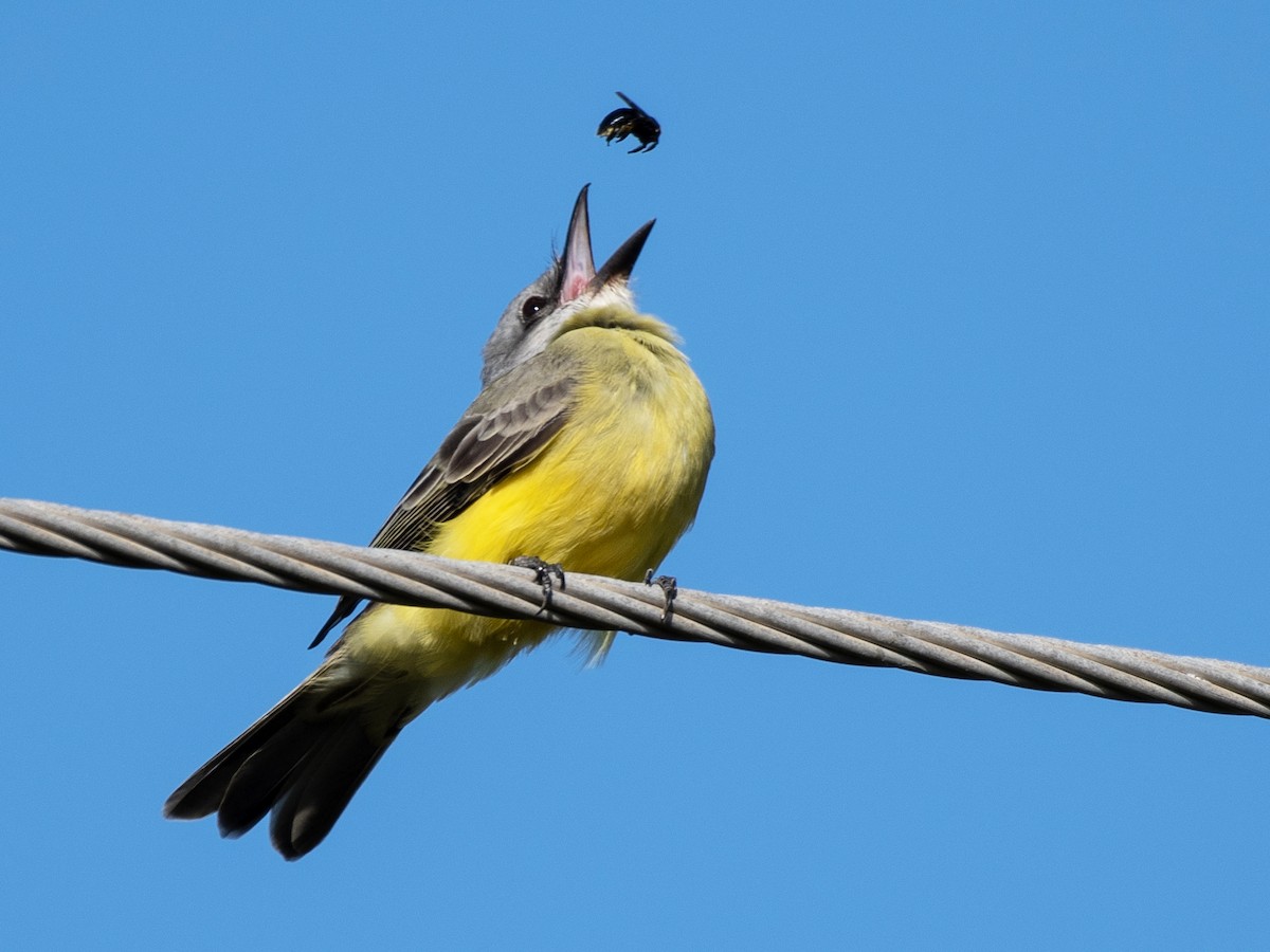 Tropical Kingbird