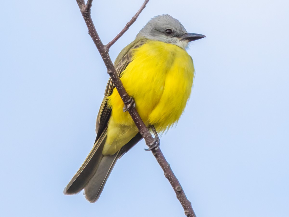 Couch's Kingbird