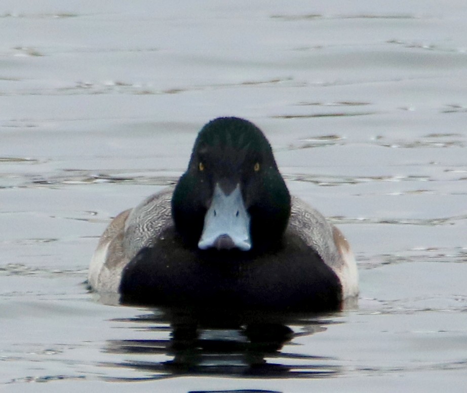 Greater Scaup - Denis Boisvert