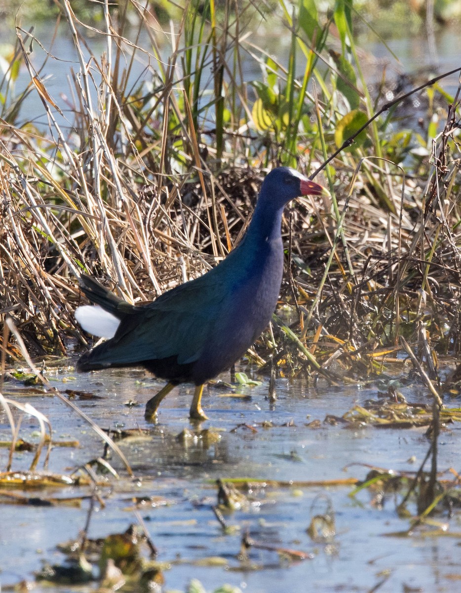 Purple Gallinule - ML302099701