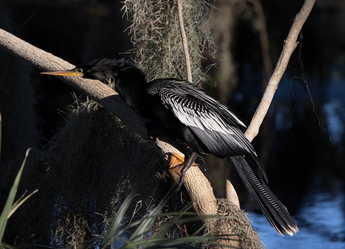 Anhinga d'Amérique - ML302099801