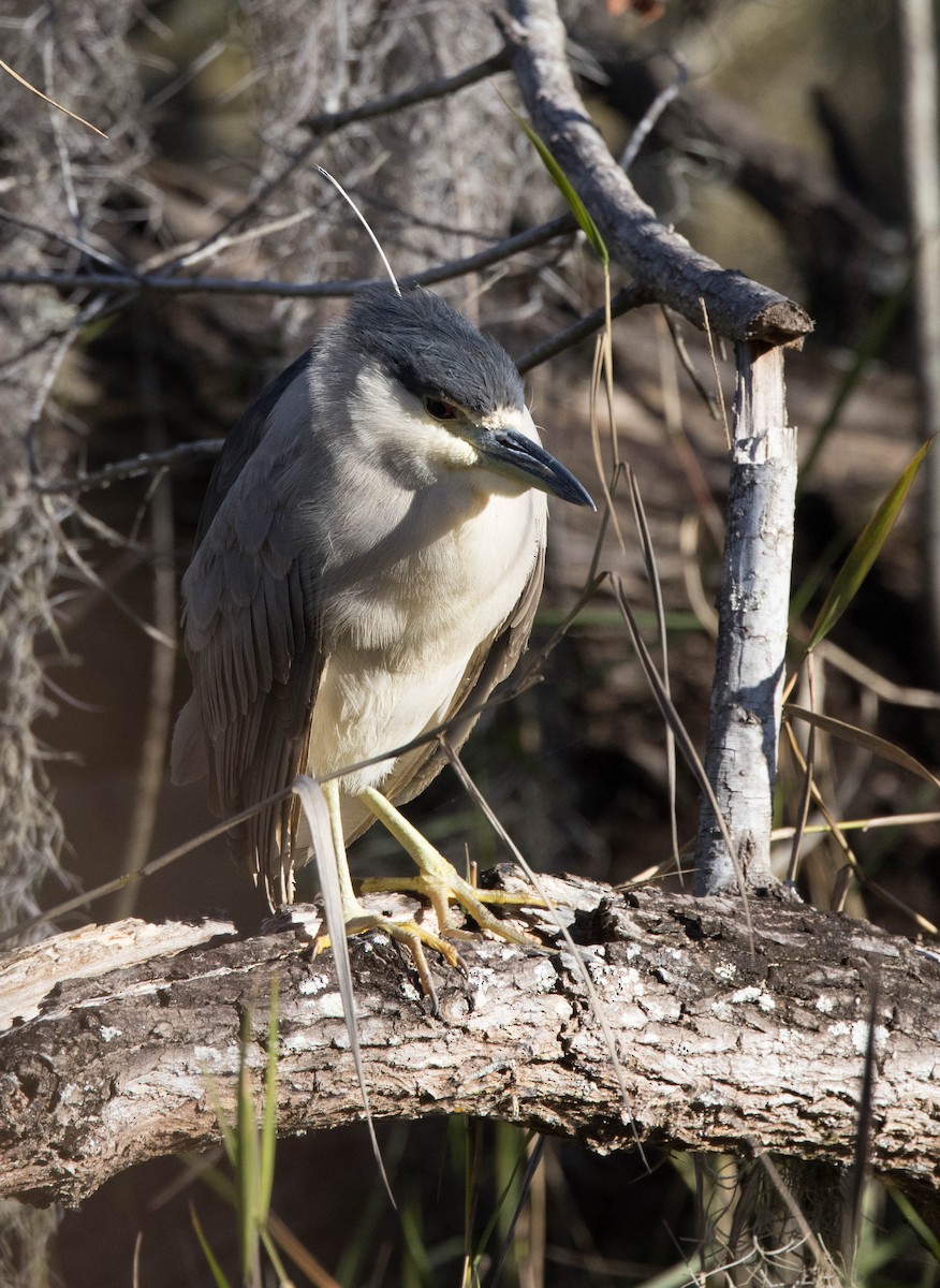 Black-crowned Night Heron - ML302100081