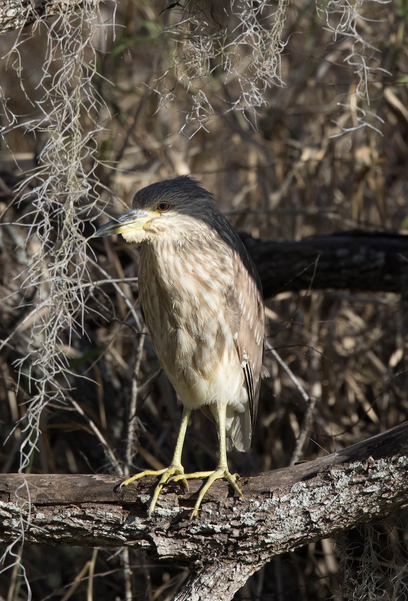 Black-crowned Night Heron - ML302100111