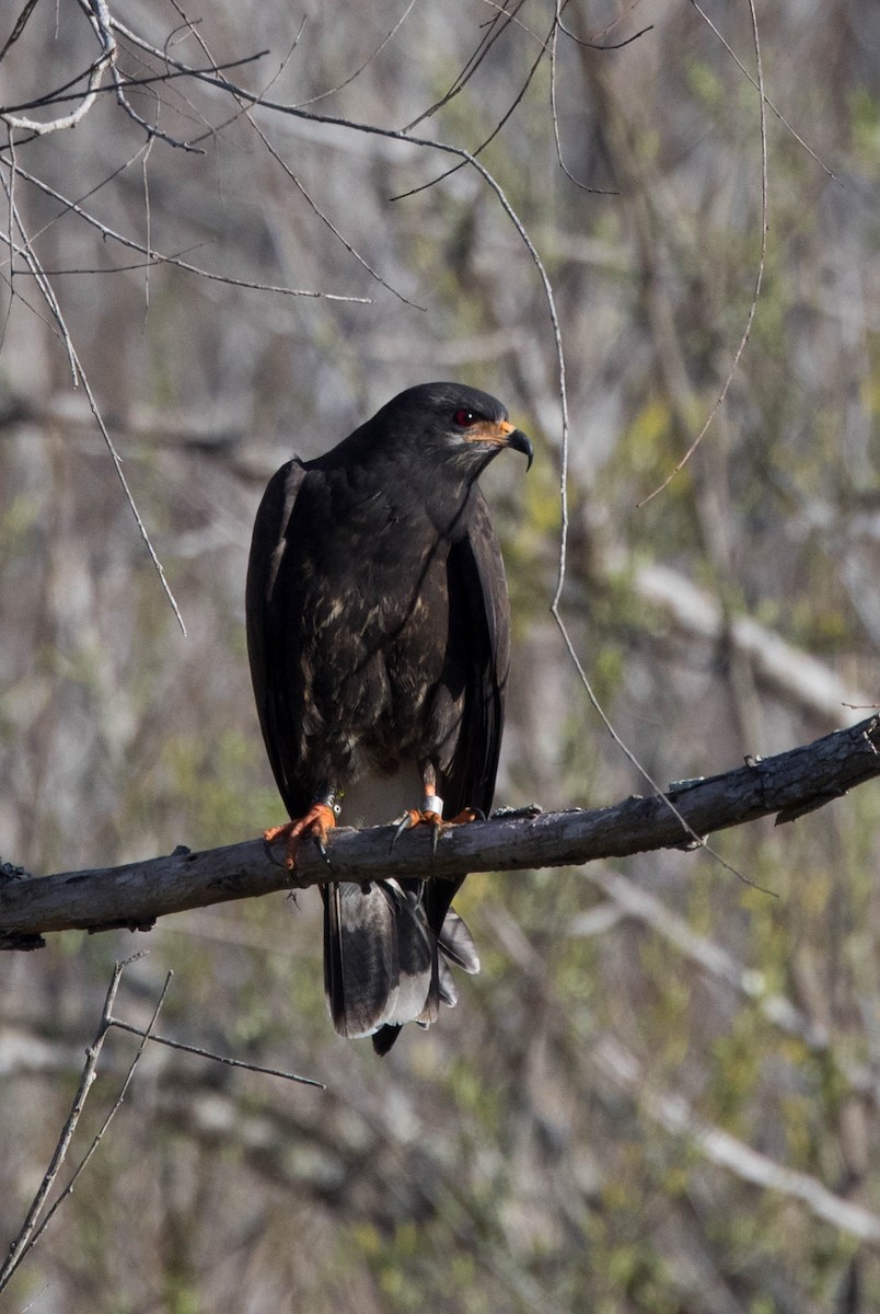 Snail Kite - ML302100381