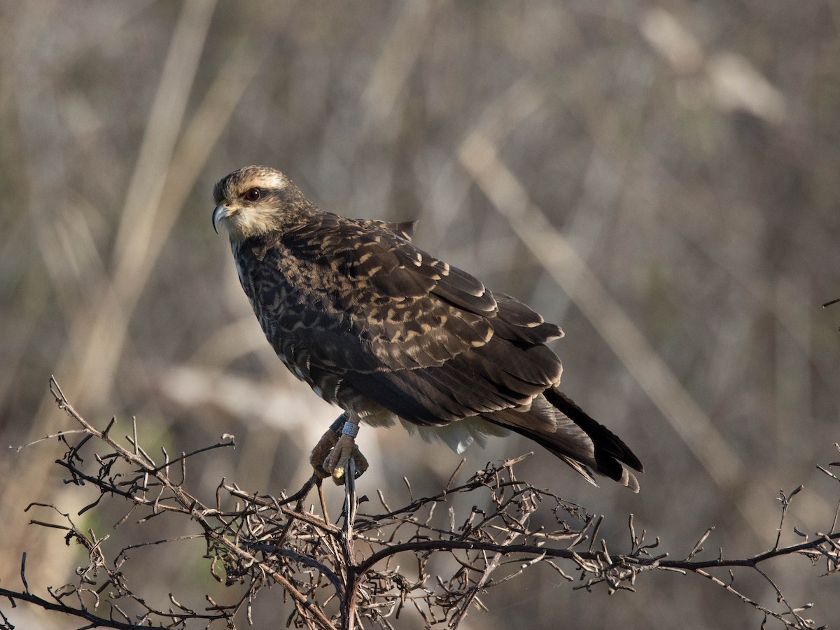 Snail Kite - ML302100481