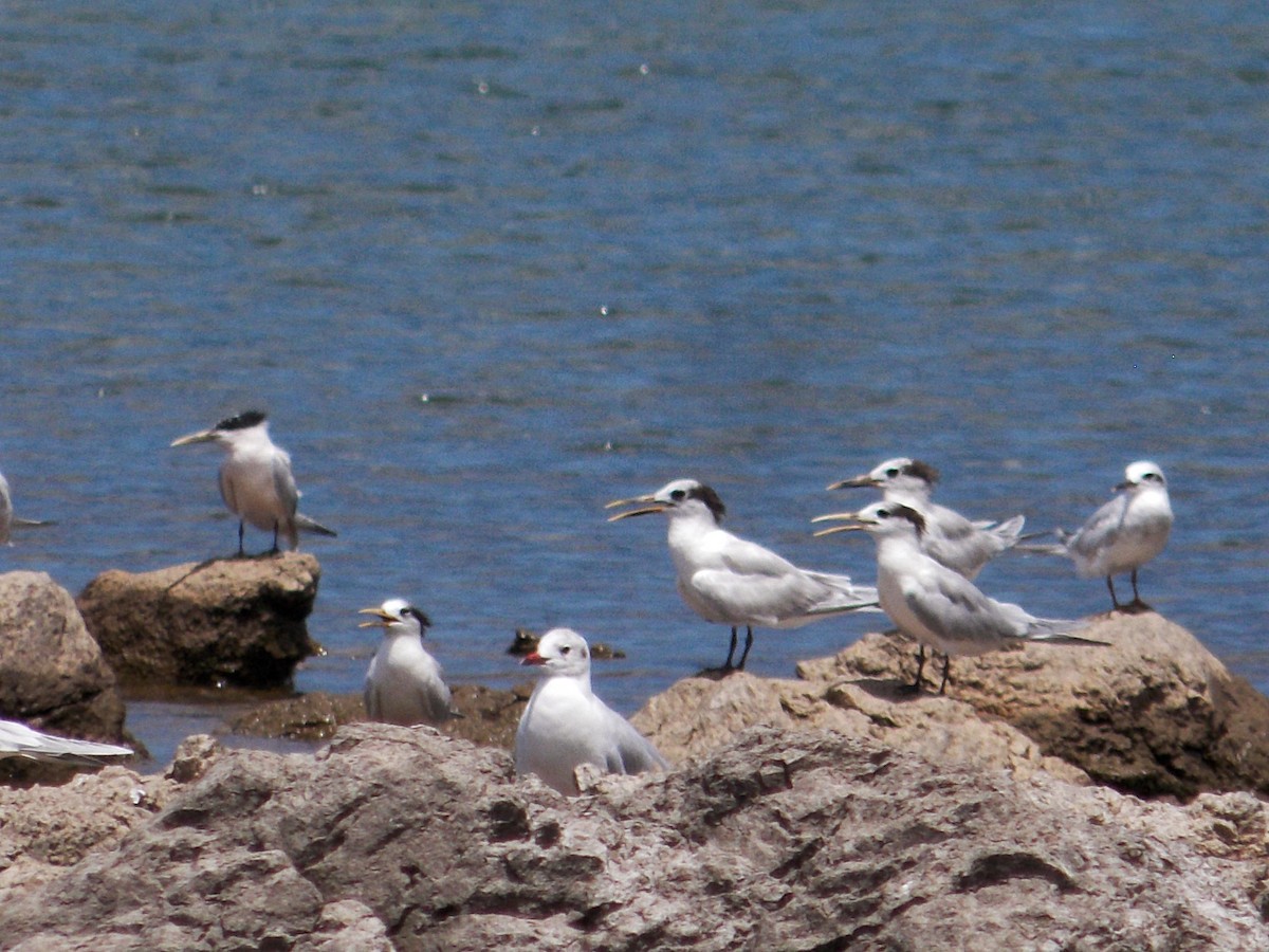 Sandwich Tern - ML302101411