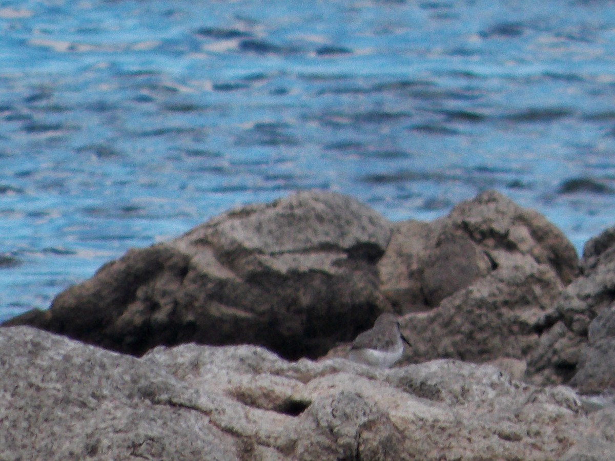 White-rumped Sandpiper - ML302101461