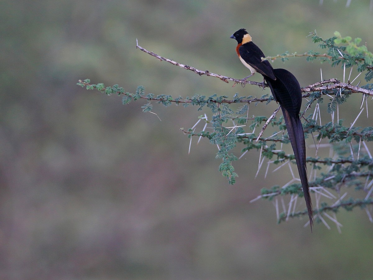 Eastern Paradise-Whydah - ML302101481