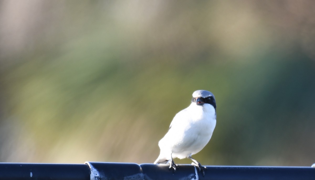 Loggerhead Shrike - ML302101581