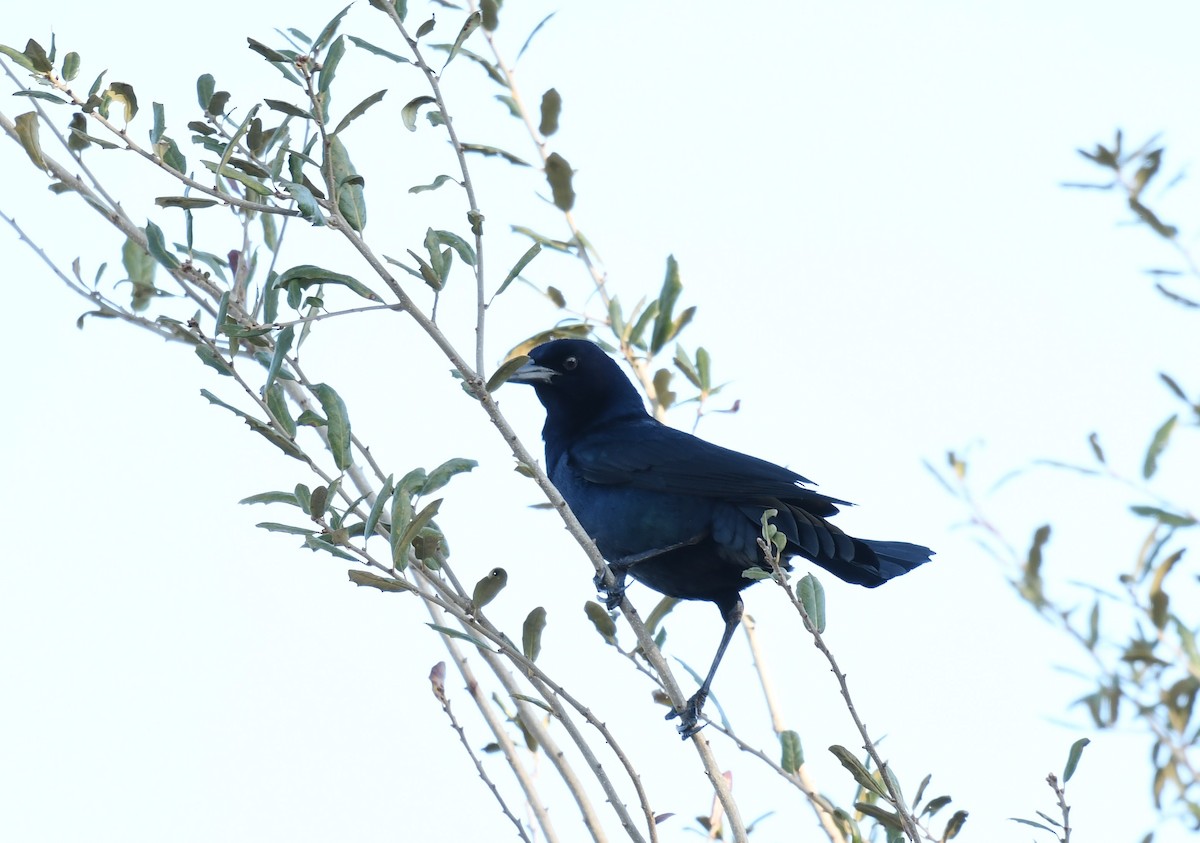 Boat-tailed Grackle - ML302101641