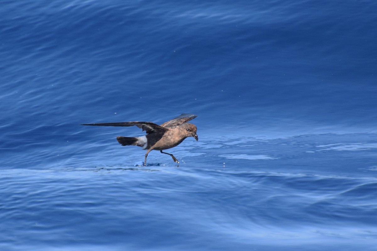 European Storm-Petrel - ML30210291