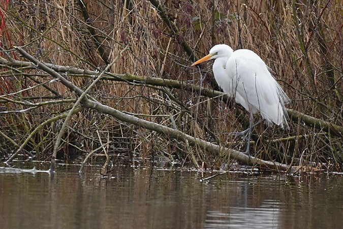 Great Egret - ML302102971