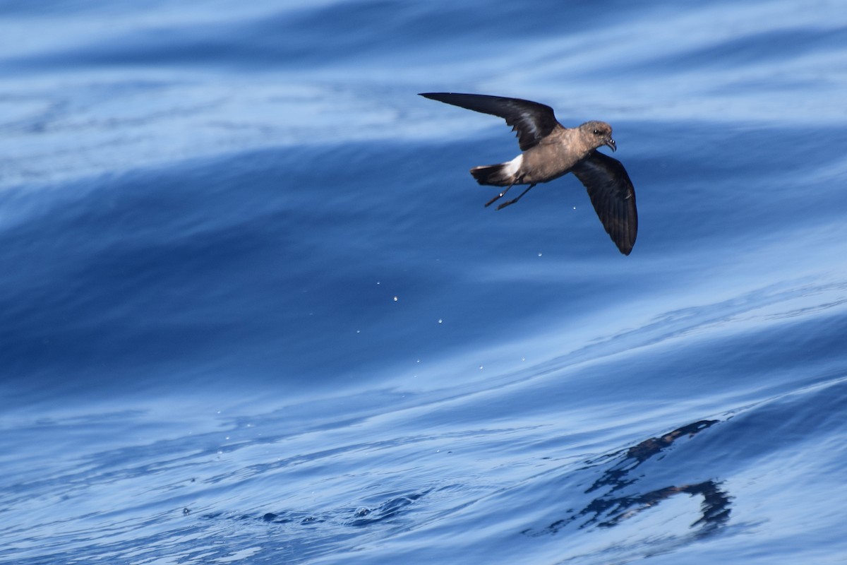 European Storm-Petrel - ML30210301