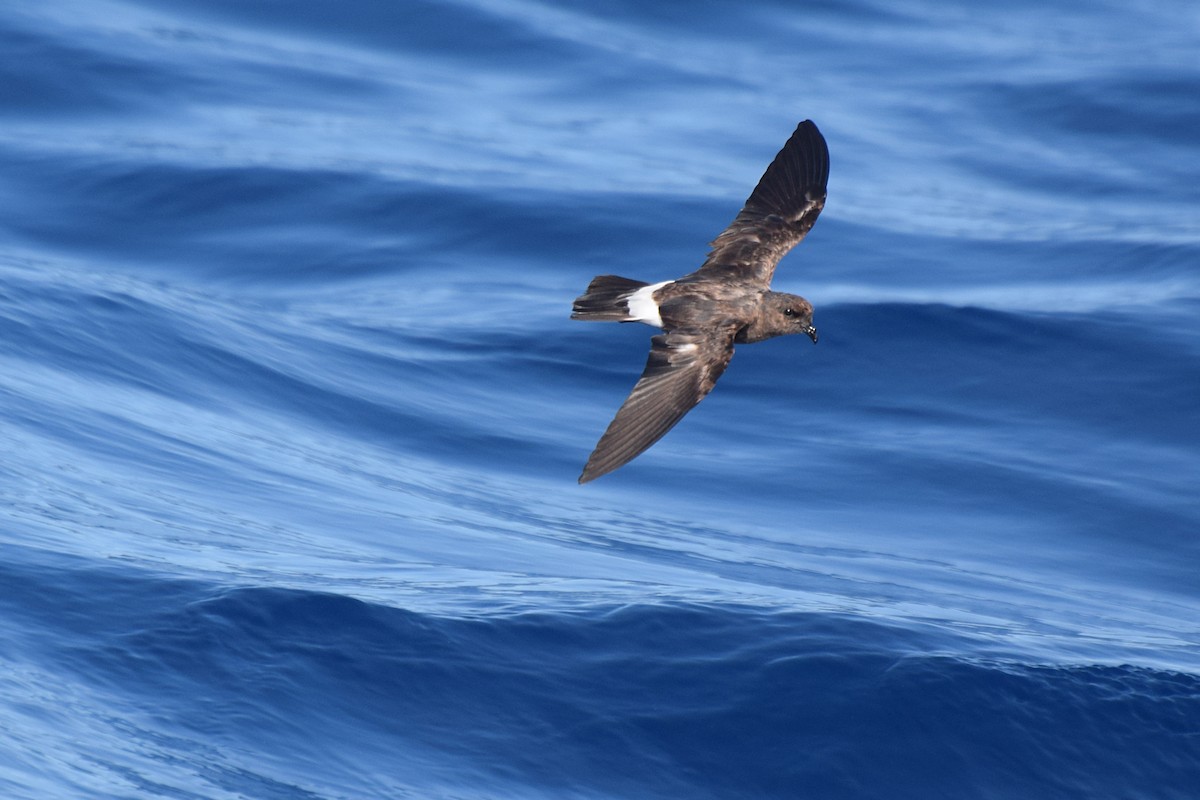 European Storm-Petrel - Will Brooks