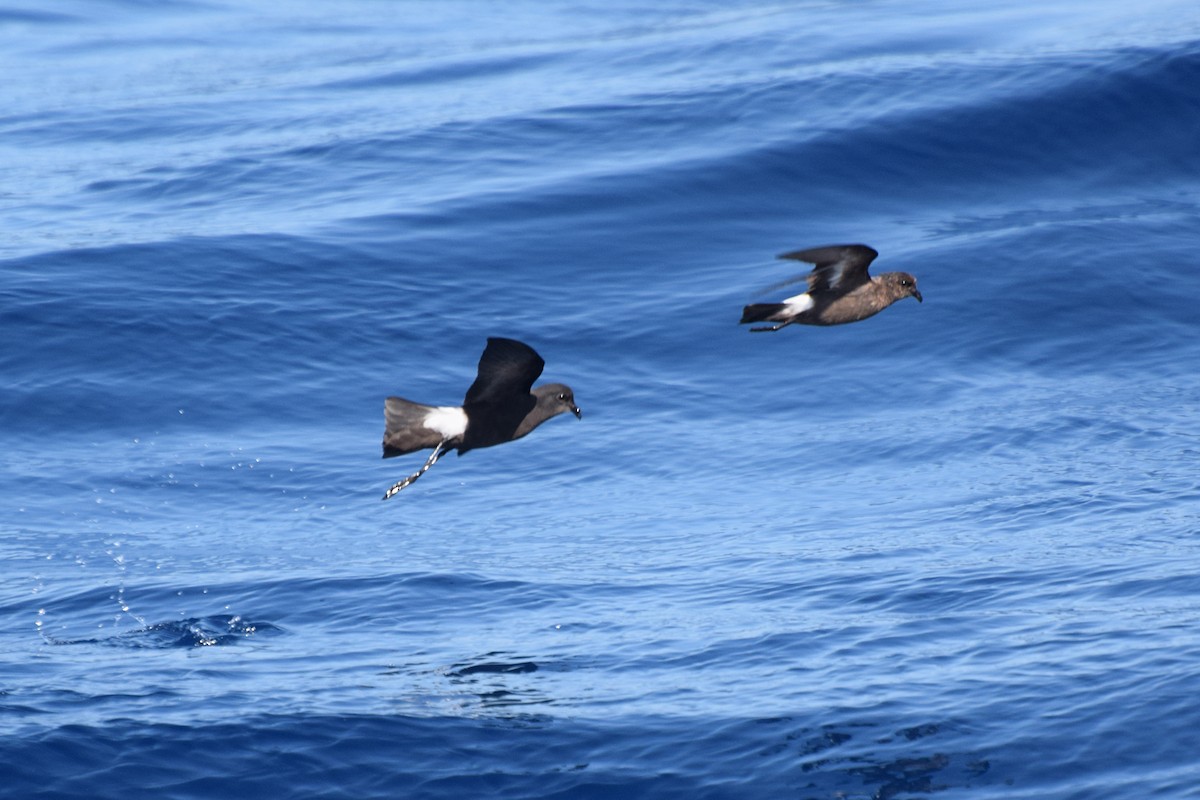 European Storm-Petrel - Will Brooks