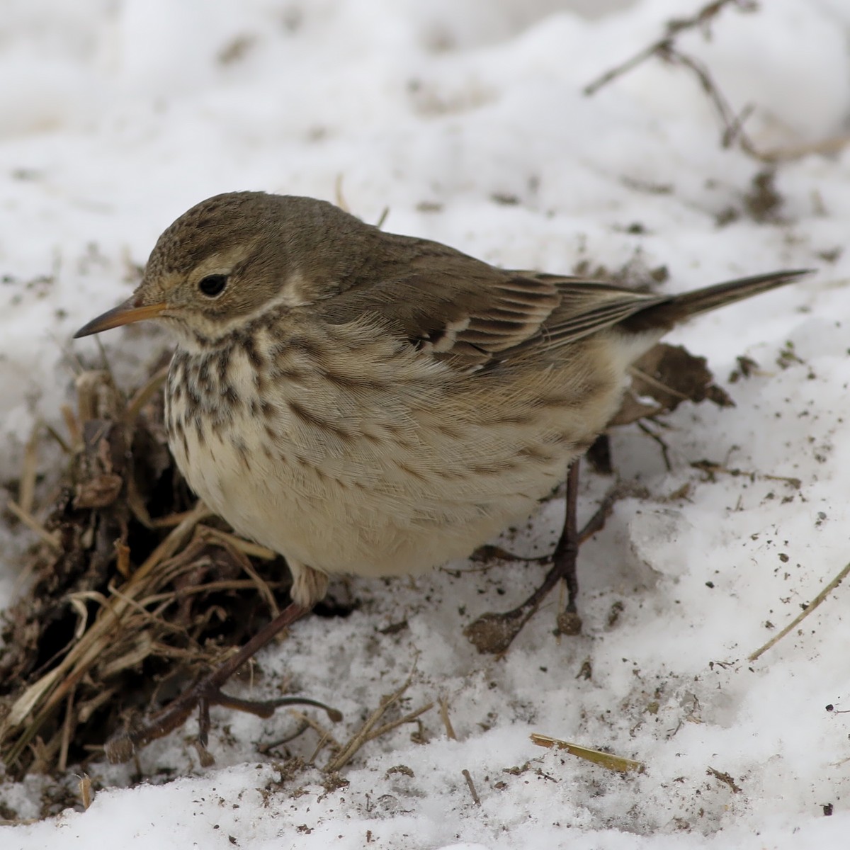 American Pipit - James Kroeker