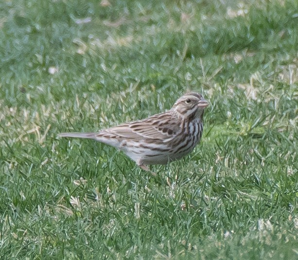 Savannah Sparrow (Savannah) - ML302106311
