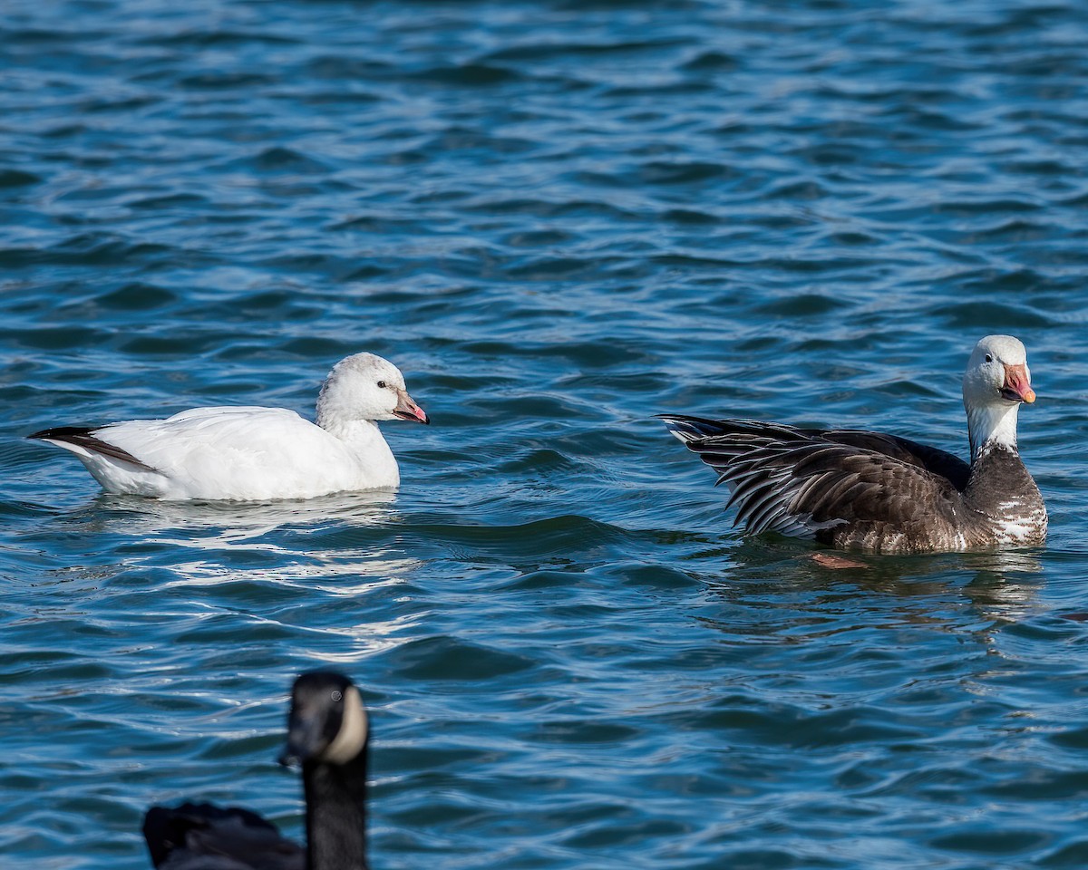 Snow Goose - Scott and Jennifer Russom