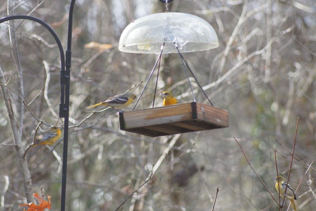 Baltimore Oriole - ML302108581