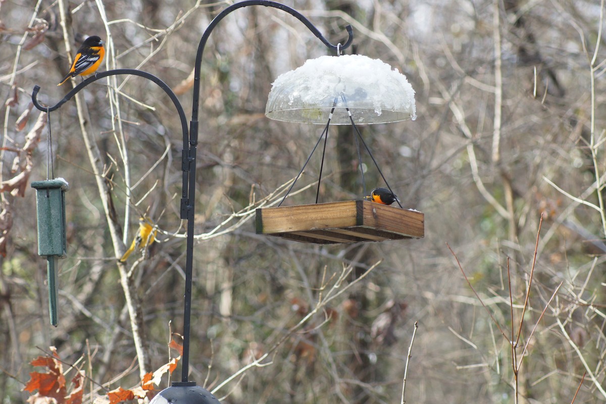 Baltimore Oriole - ML302108661