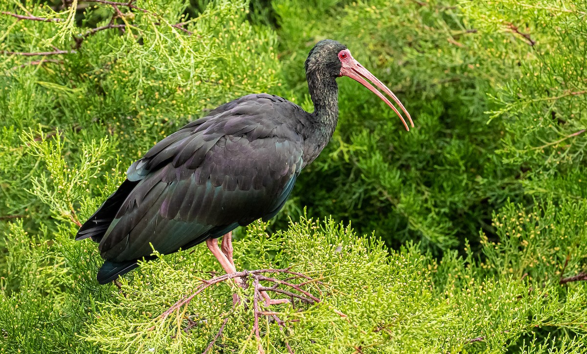 Bare-faced Ibis - ML302108881