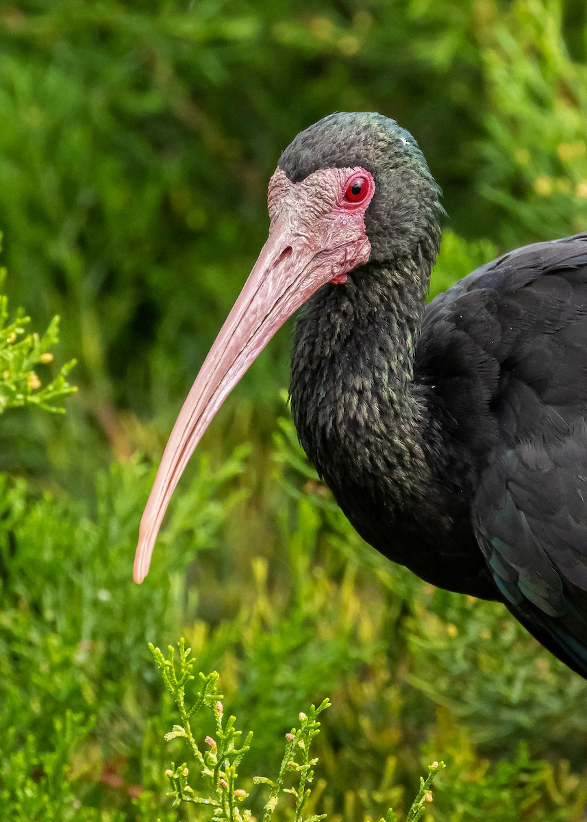 Bare-faced Ibis - ML302108891