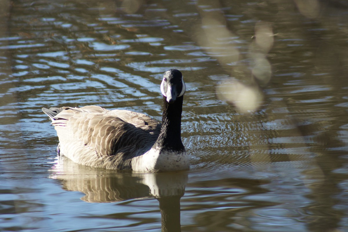 Canada Goose - ML302109371