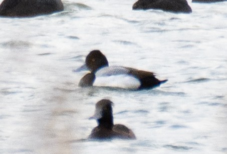 Lesser Scaup - Titouan Basset