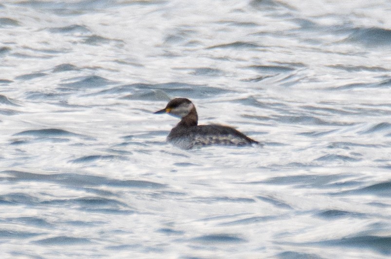 Red-necked Grebe - Titouan Basset