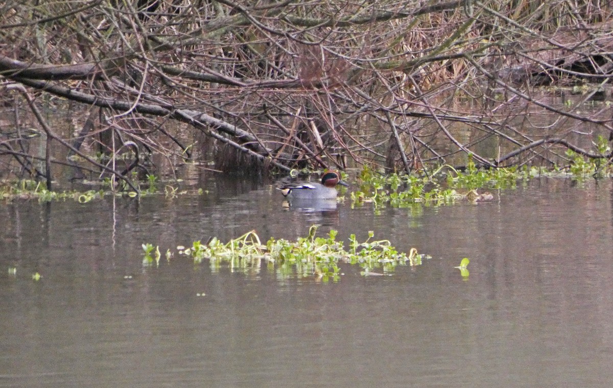 Green-winged Teal - Francisco Javier Calvo lesmes