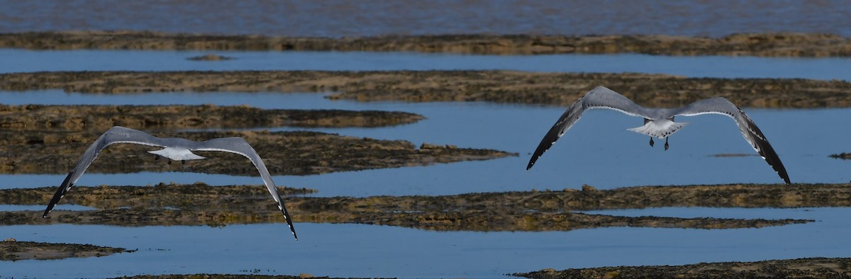 Audouin's Gull - ML302109921