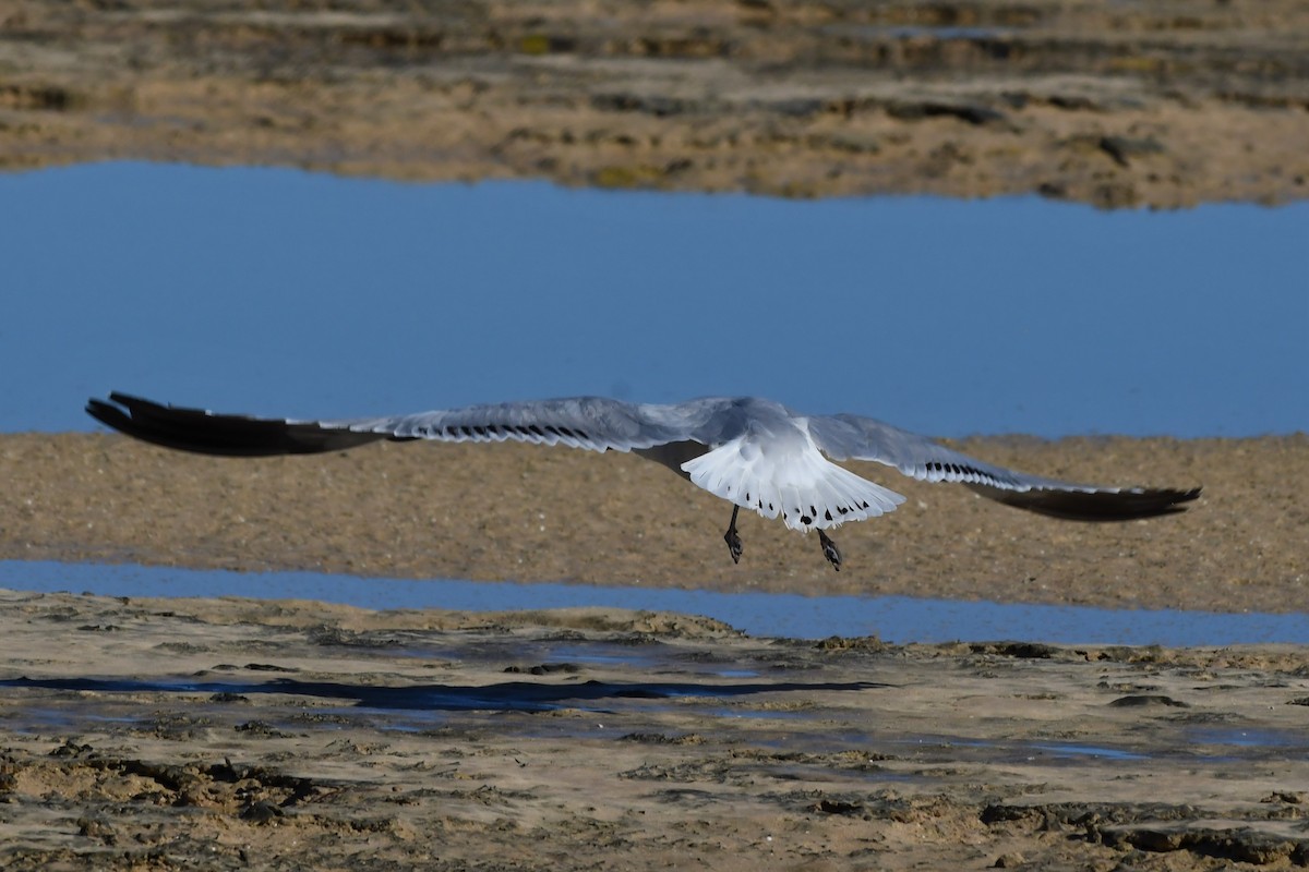 Audouin's Gull - ML302109941