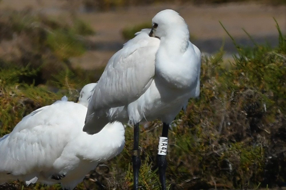 Eurasian Spoonbill - ML302110191