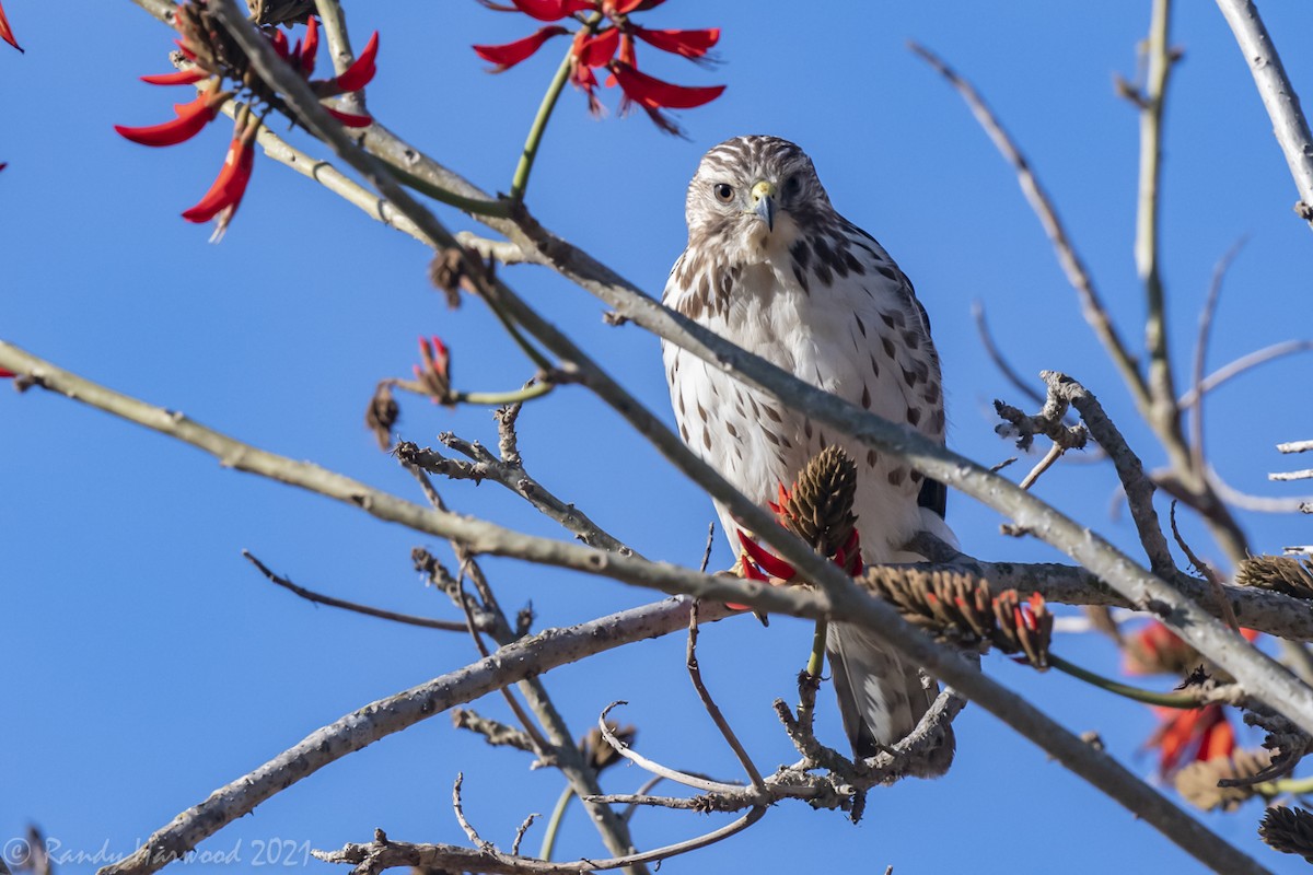 Broad-winged Hawk - Randy Harwood