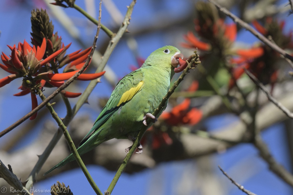 Yellow-chevroned Parakeet - Randy Harwood