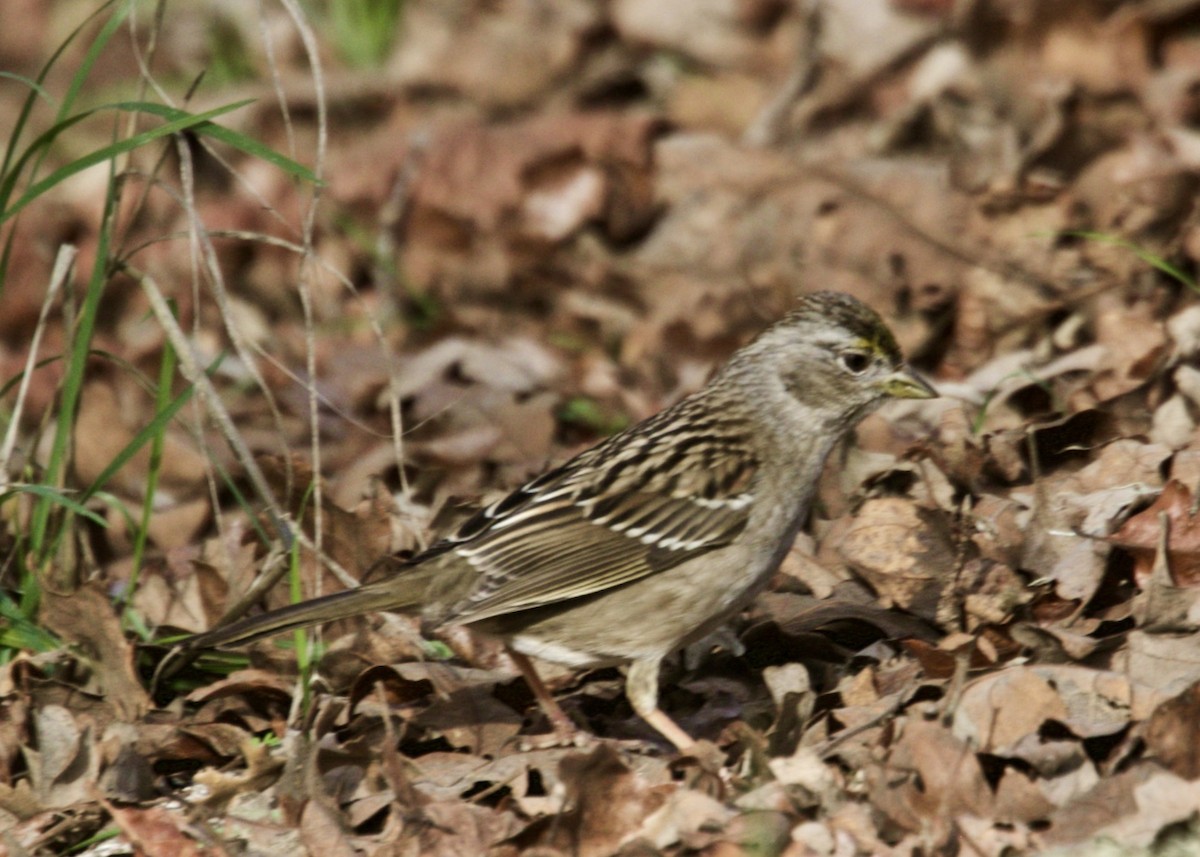 Golden-crowned Sparrow - ML302111721