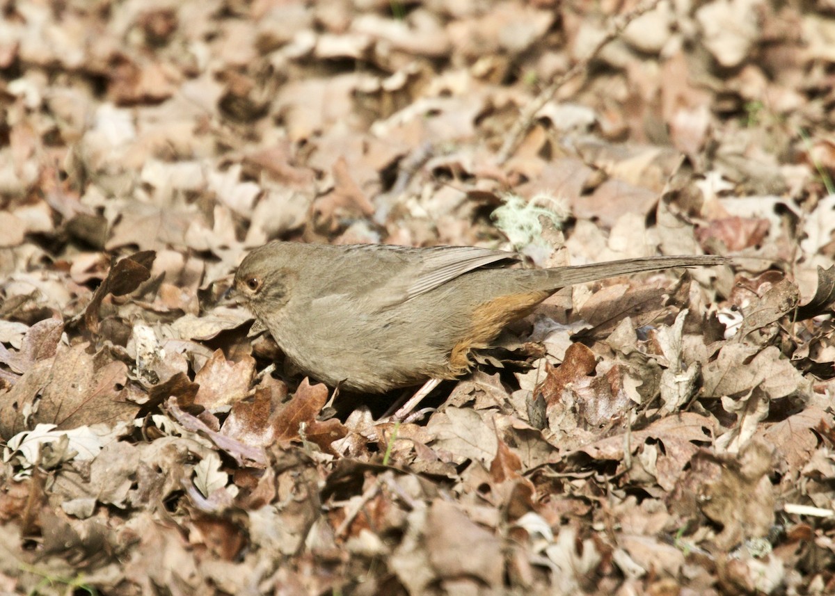 California Towhee - ML302112031