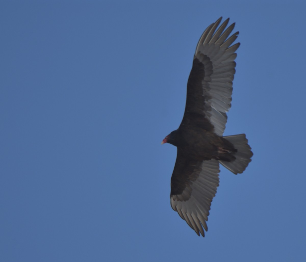 Turkey Vulture - ML302112981