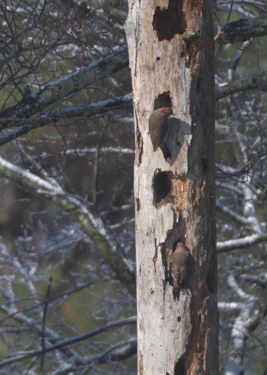 Northern Flicker - ML302113381