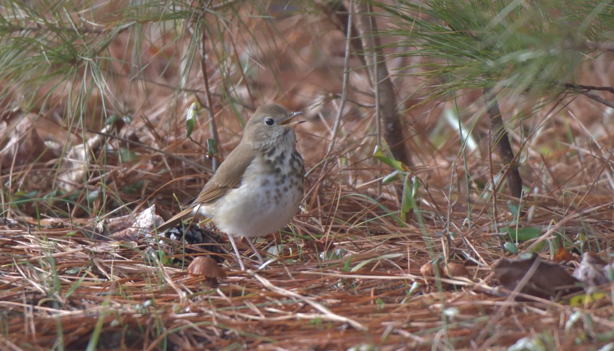 Hermit Thrush - ML302113511