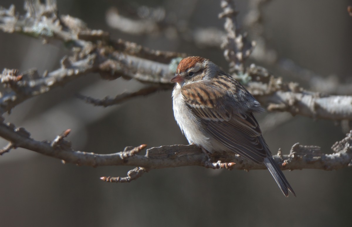 Chipping Sparrow - ML302113611