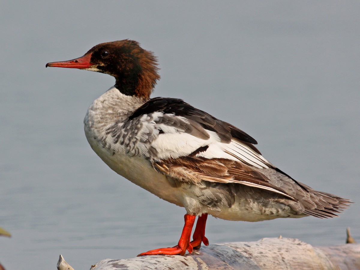 Immature male (North American)