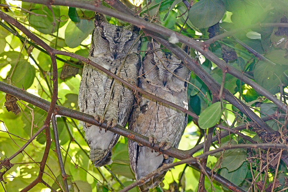 Indian Scops-Owl - ML302114331