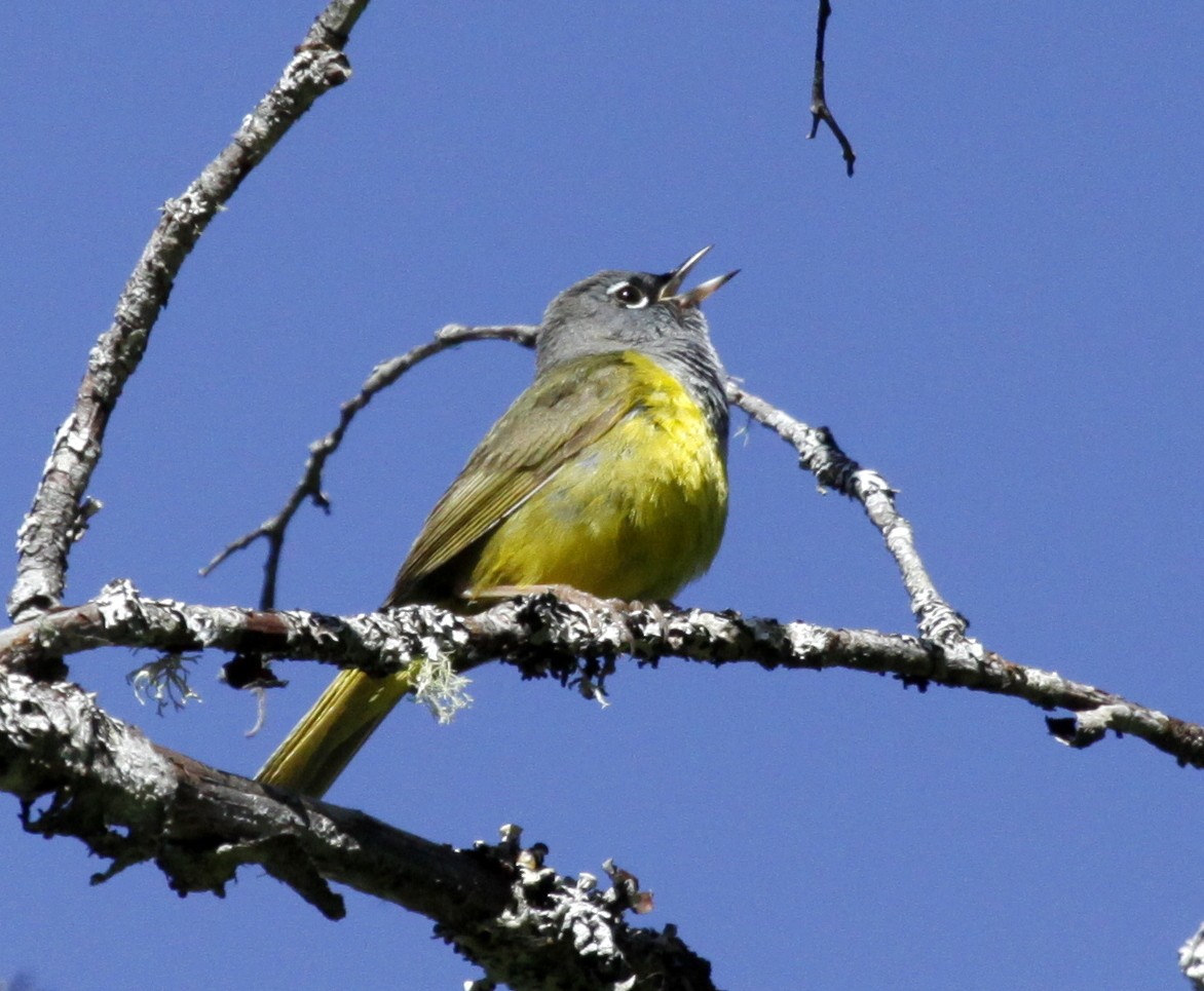 MacGillivray's Warbler - Ron Friesz